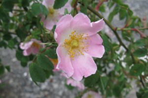 Rosa canina (1200 x 799)